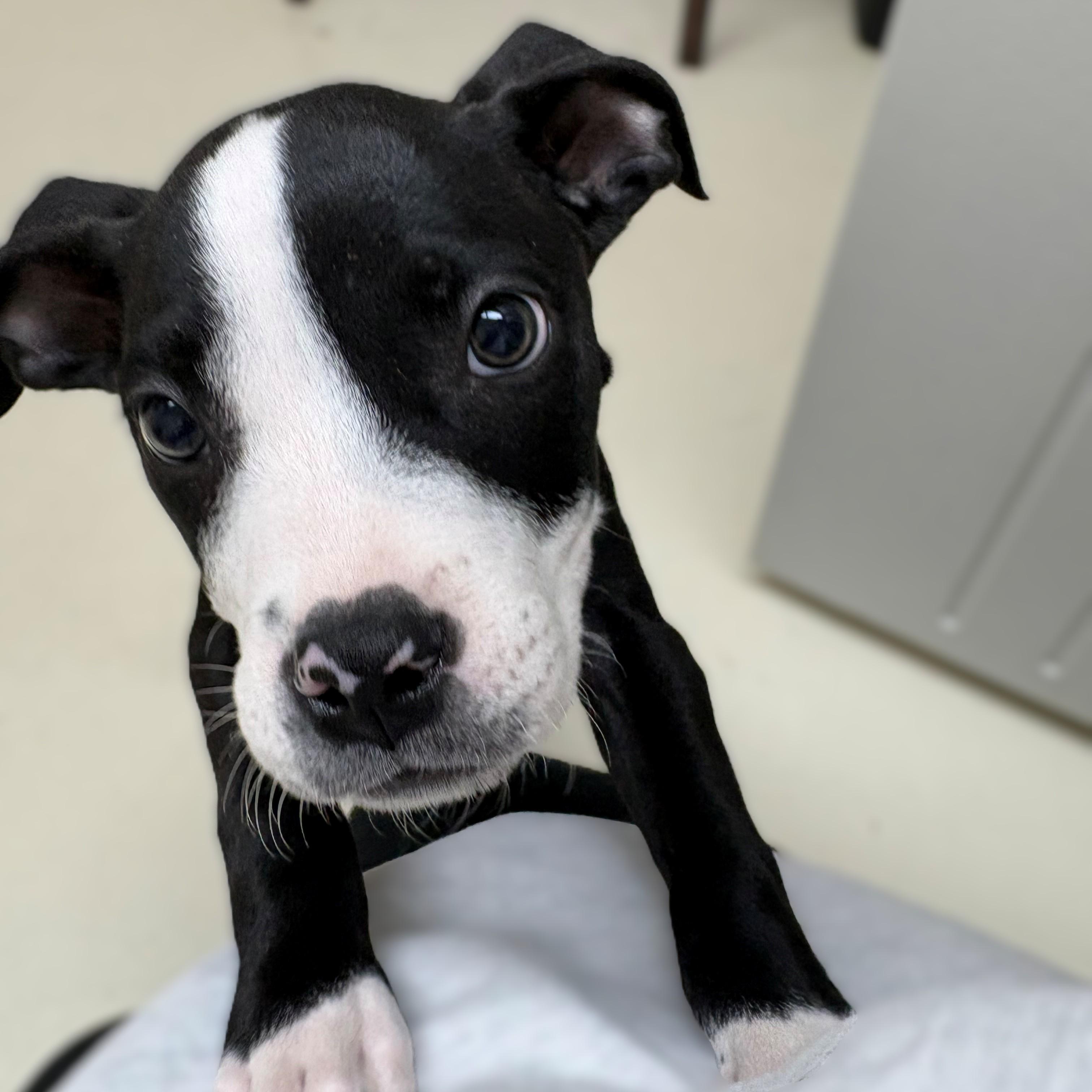 Enlarge Simon- #50747, a ADOPTABLE Pit Bull Terrier in Columbia, MD image 1/3