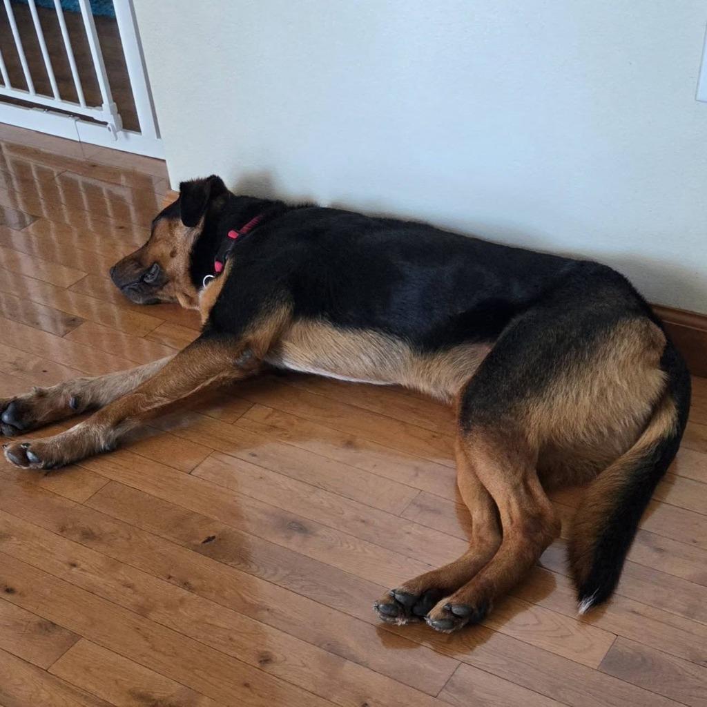 Bruno, a Adoptable mixed breed in Columbia, IL image 4/4