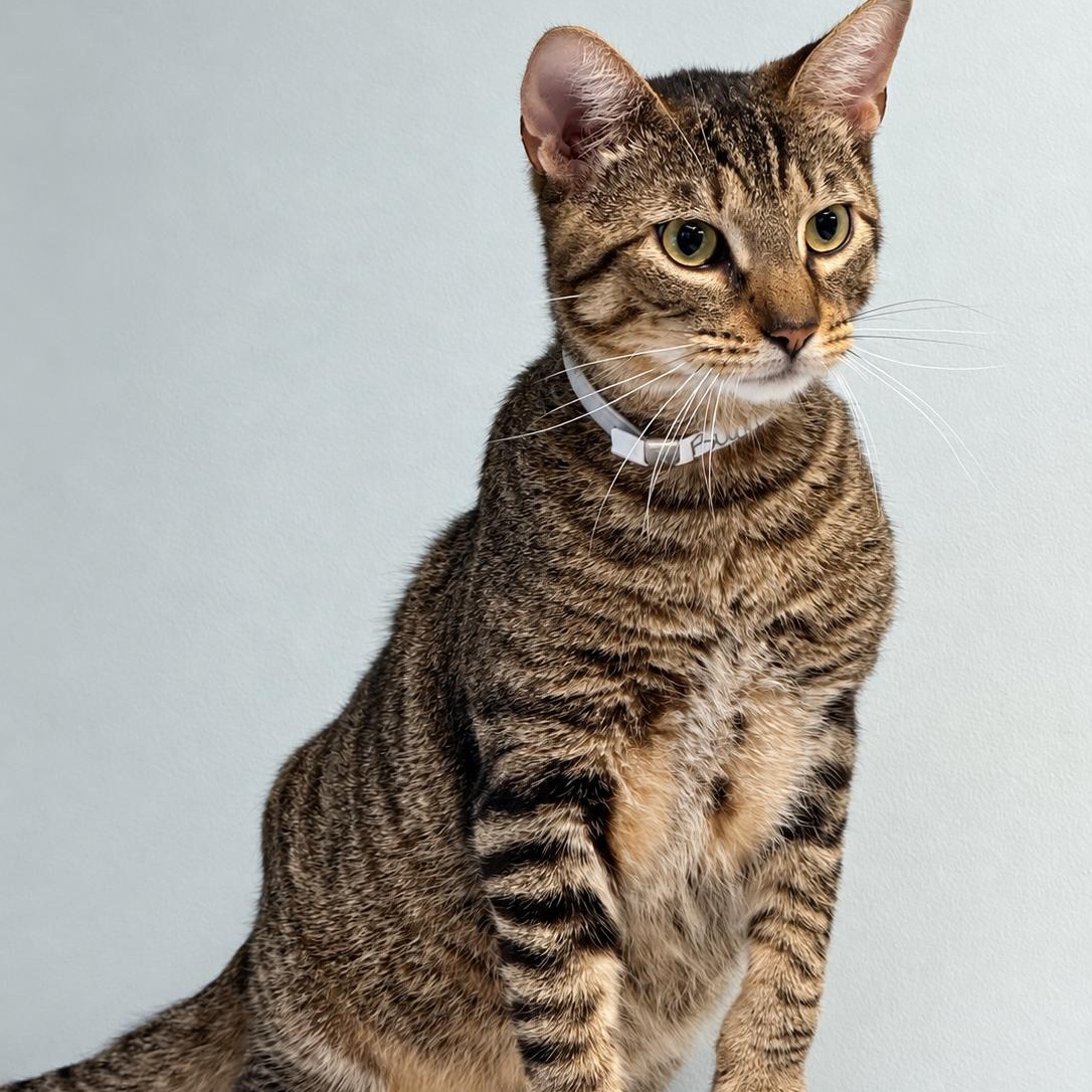 Buddy, Adoptable, Adult Male Domestic Short Hair.