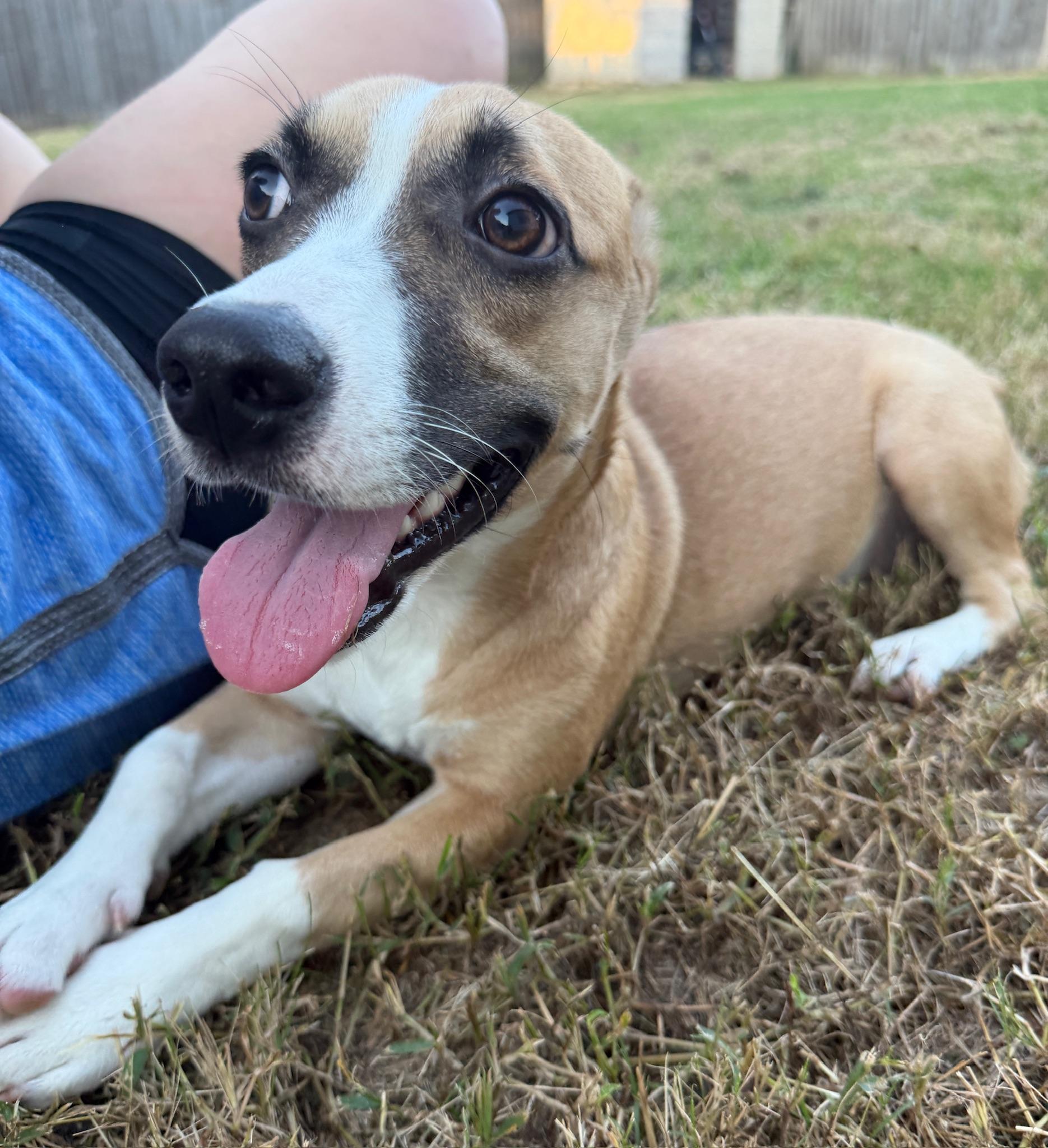 Enlarge Diana, a Adopted mixed breed in Monroeville, PA image 6/6