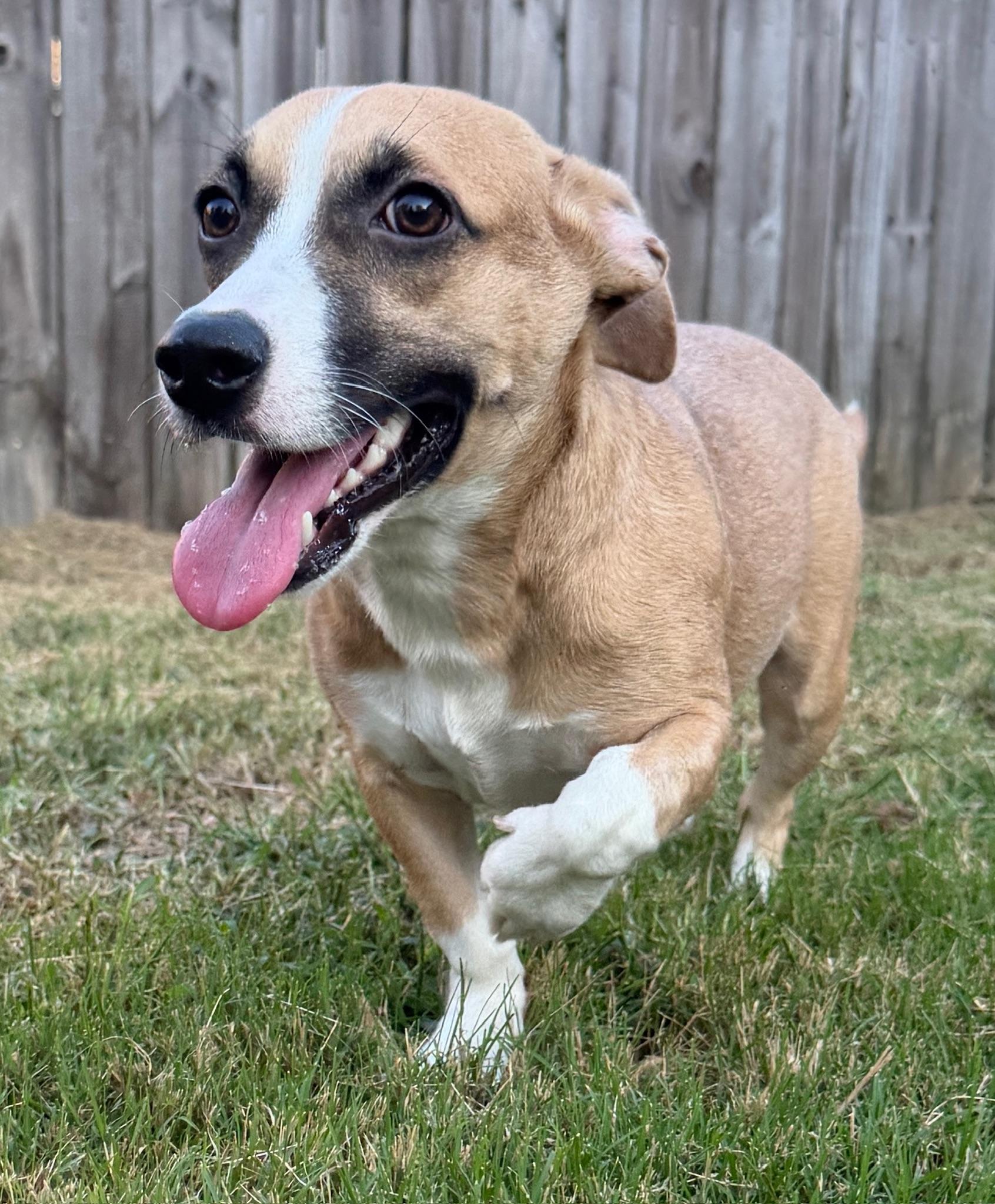 Enlarge Diana, a Adopted mixed breed in Monroeville, PA image 2/6