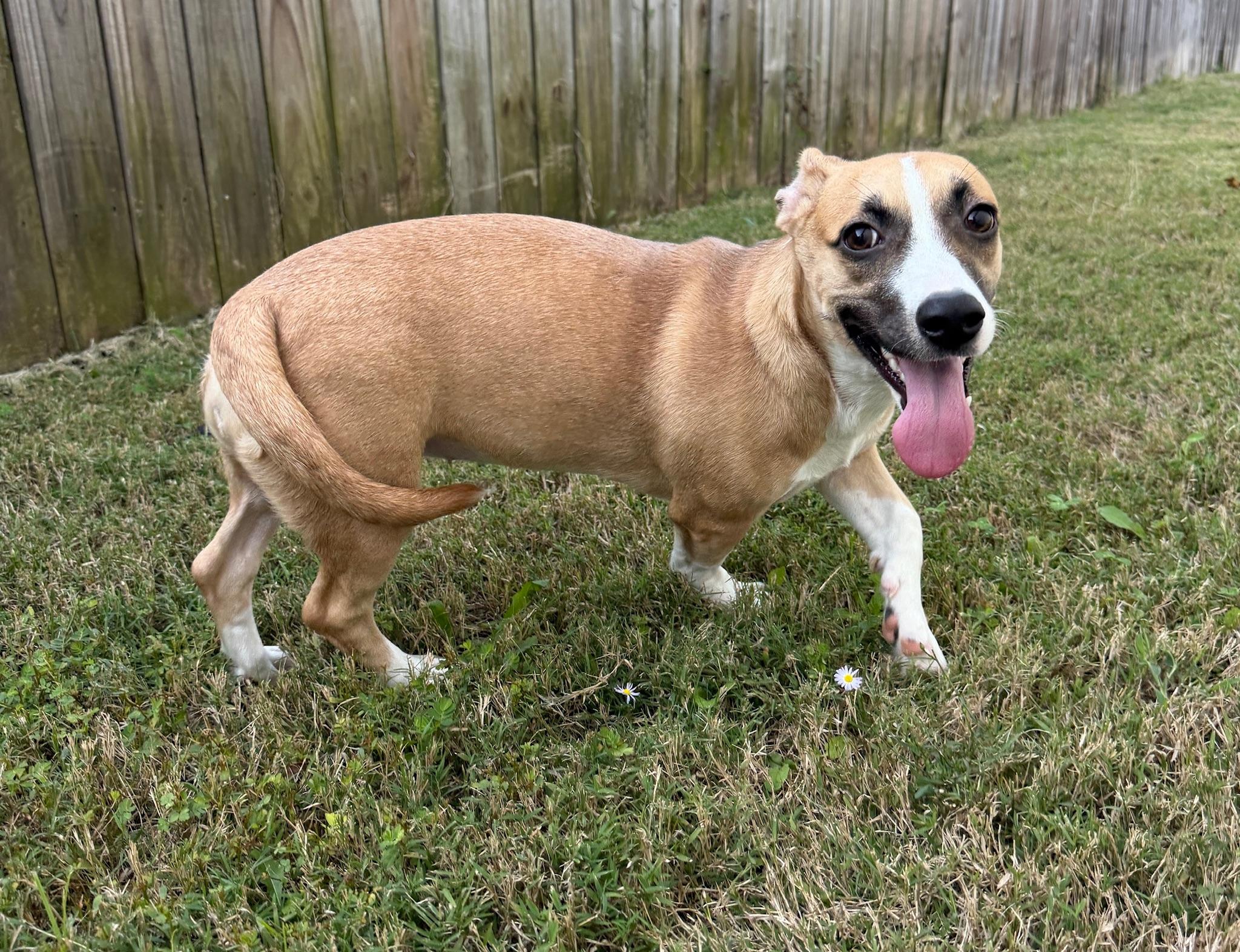 Enlarge Diana, a Adopted mixed breed in Monroeville, PA image 5/6