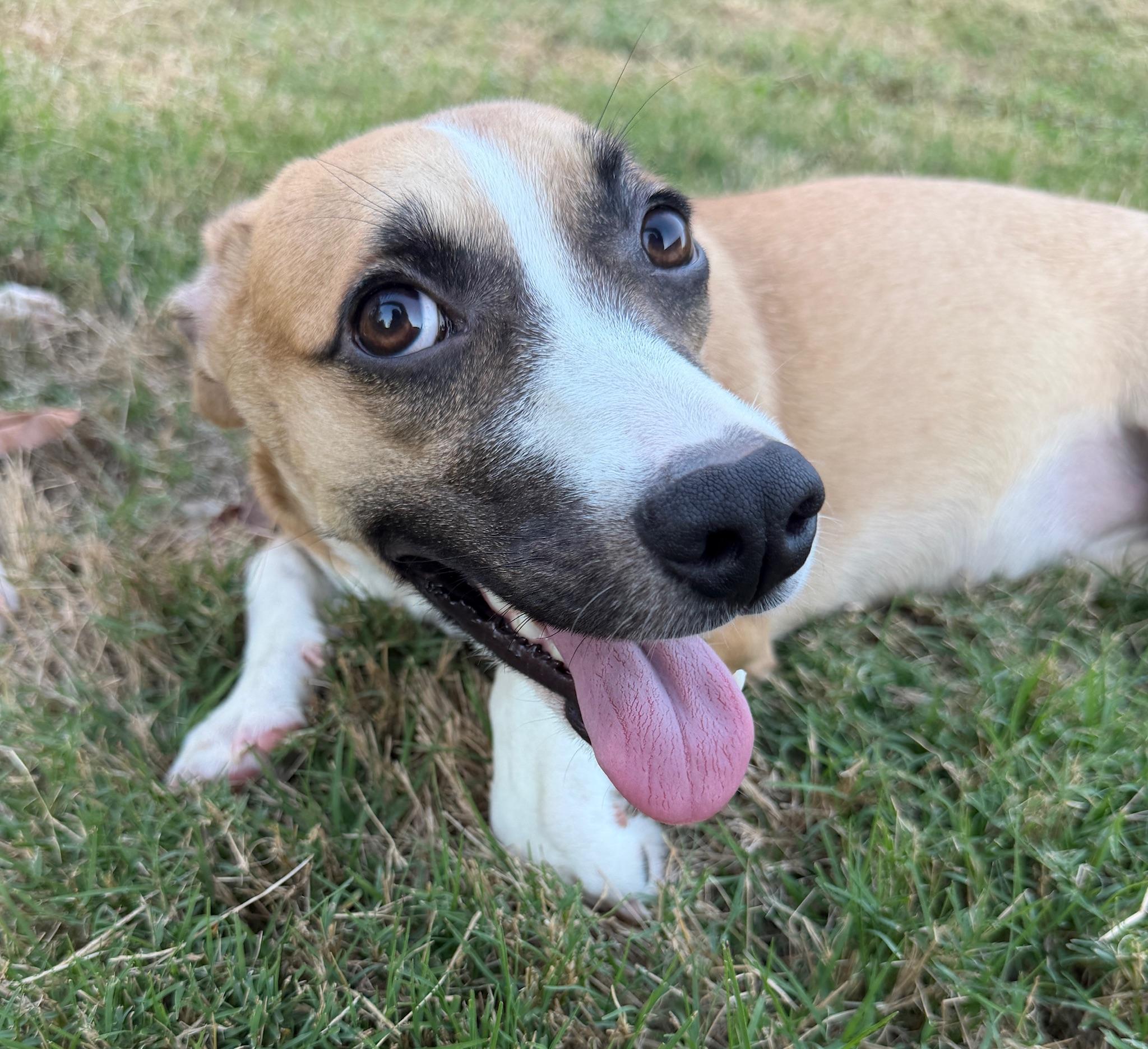 Enlarge Diana, a Adopted mixed breed in Monroeville, PA image 3/6