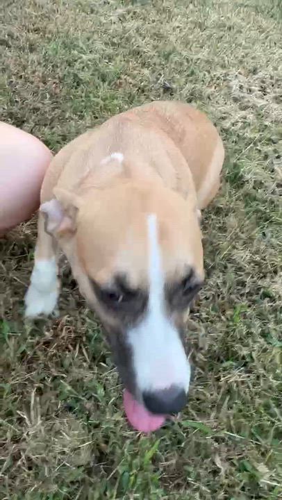 Enlarge Diana, a Adopted mixed breed in Monroeville, PA video 4/6