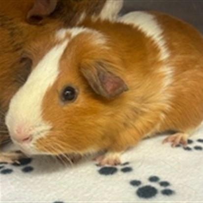 Enlarge Ozzy- #49765, a Adoptable Guinea Pig in Columbia, MD image 1/1