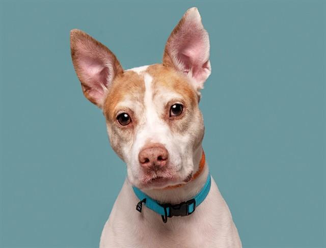 Enlarge KURT, a Adoptable Feist in Saint Louis, MO image 1/1