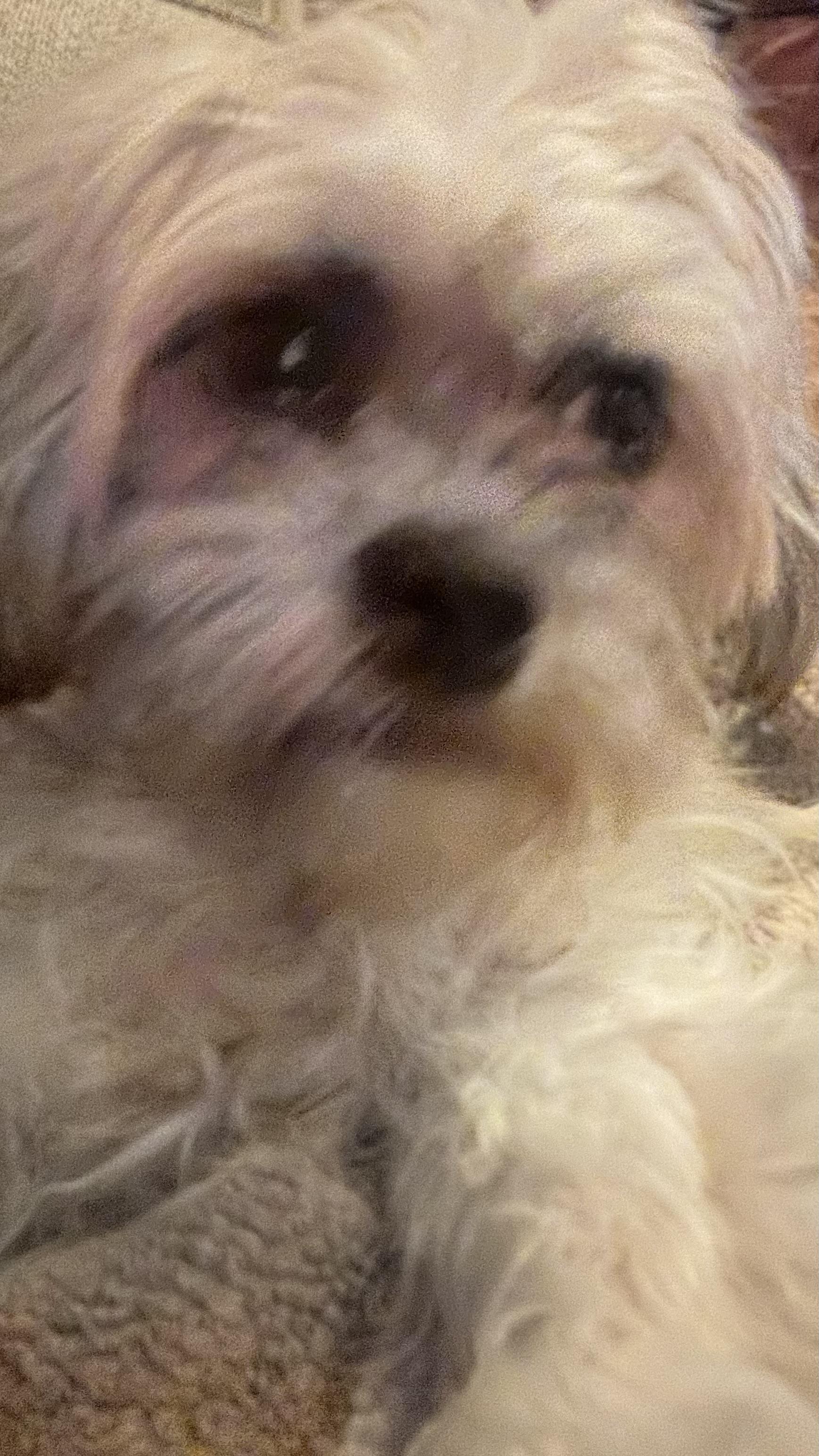 Enlarge Jasper, an adopted mixed breed in Bakersfield, CA image 2/6