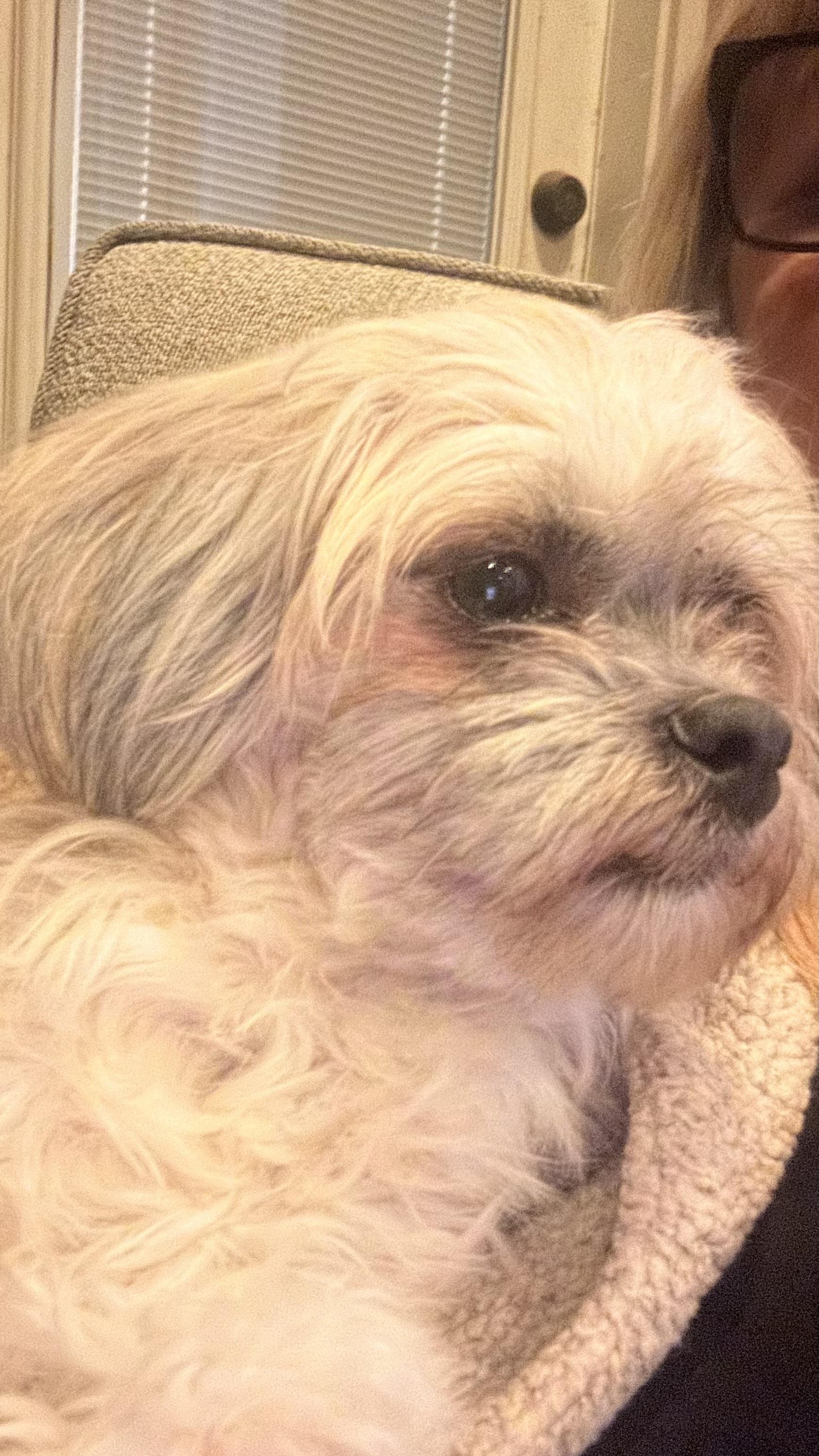 Enlarge Jasper, an adopted mixed breed in Bakersfield, CA image 4/6