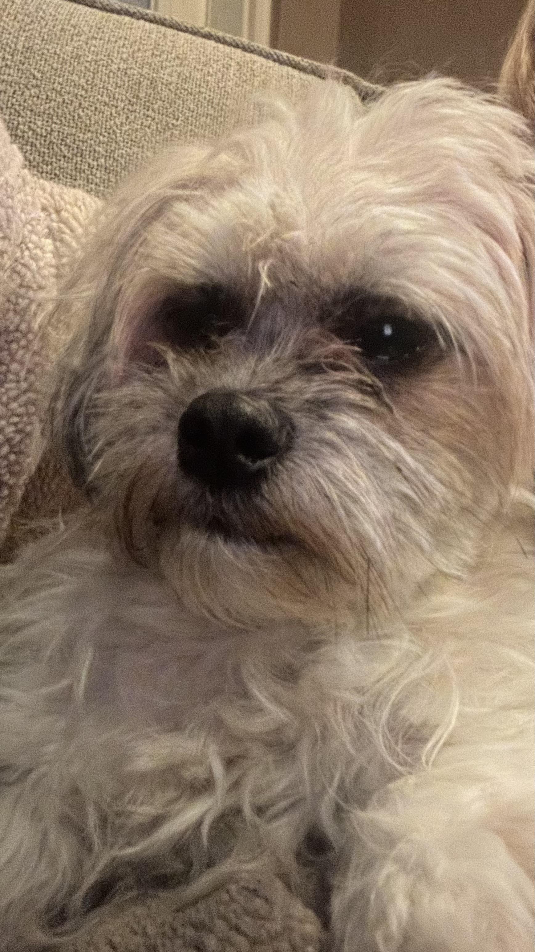 Enlarge Jasper, an adopted mixed breed in Bakersfield, CA image 5/6