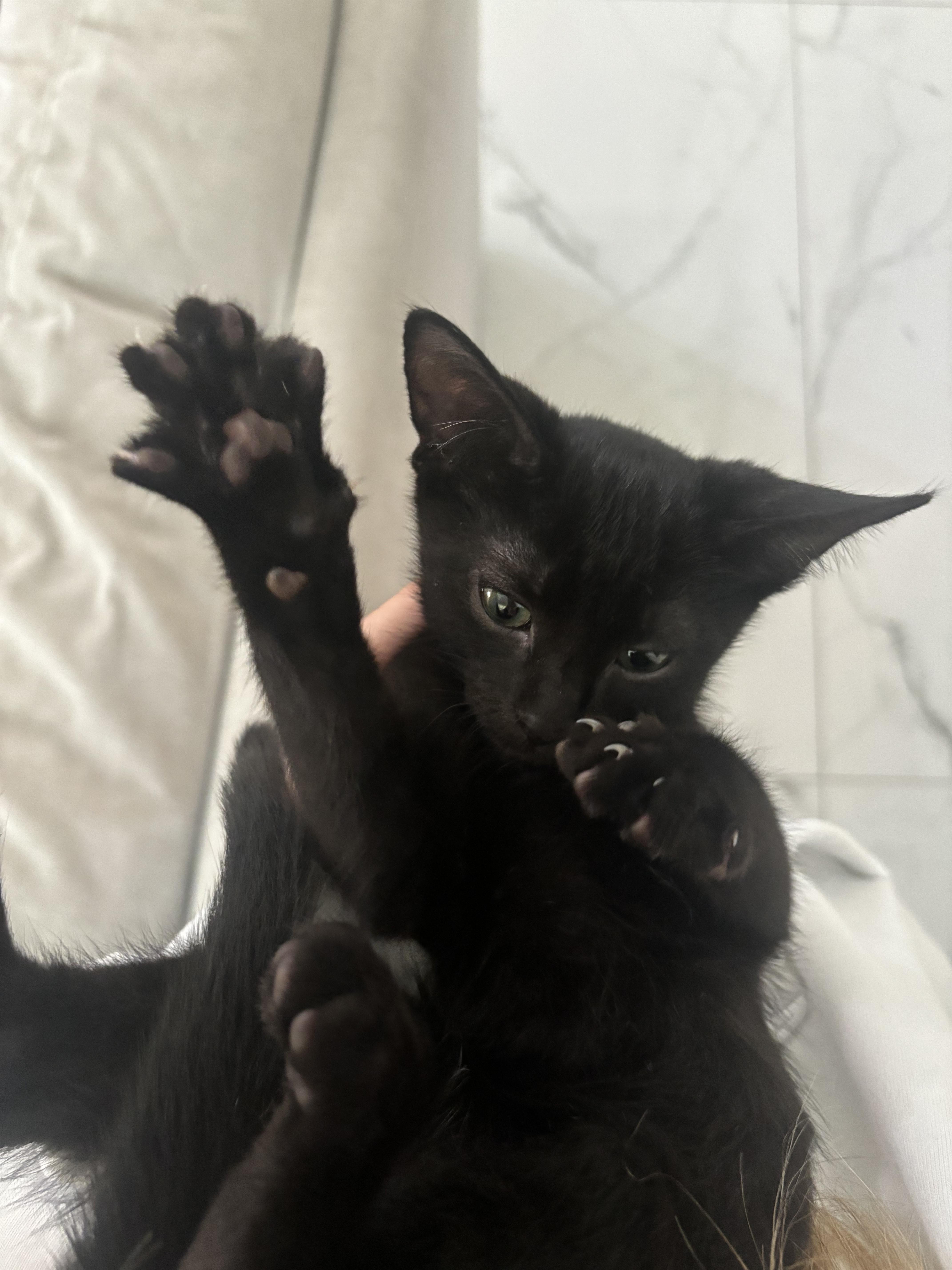 Bean photo 3