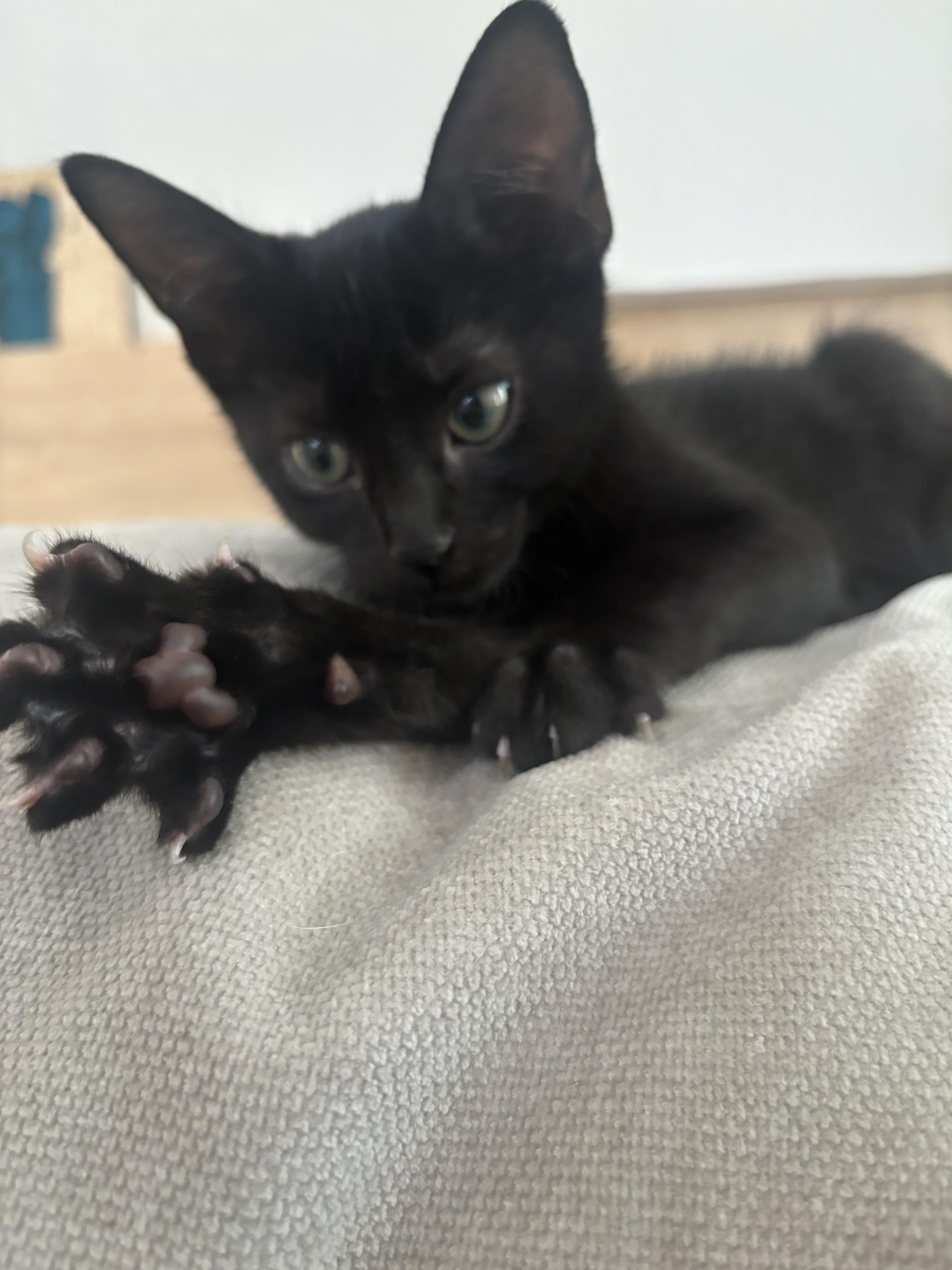 Bean, Baby Female Domestic Short Hair