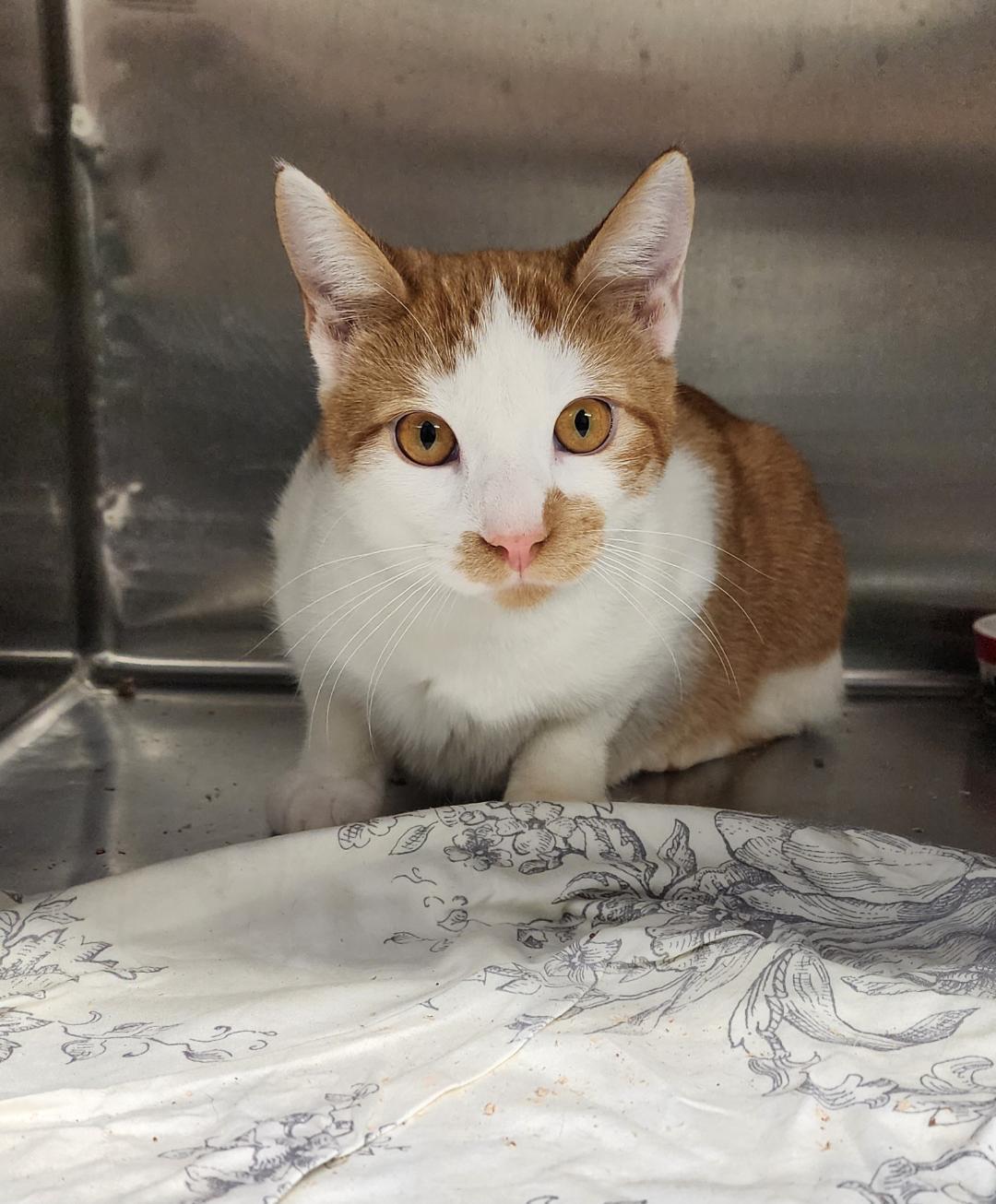 Franklin, Adoptable, Young Male Domestic Short Hair.