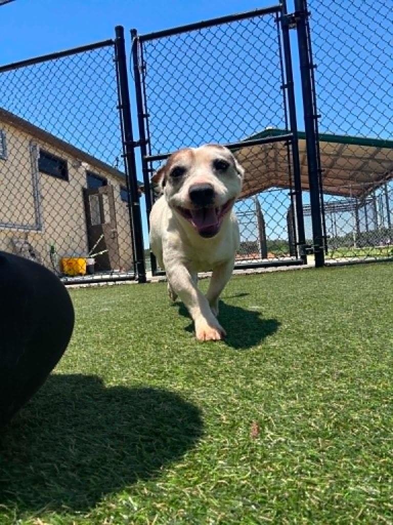 Whiney, Adoptable, Adult Male Mixed Breed.