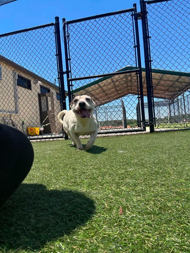Enlarge Whiney, a Adoptable mixed breed in Lavonia, GA image 2/3