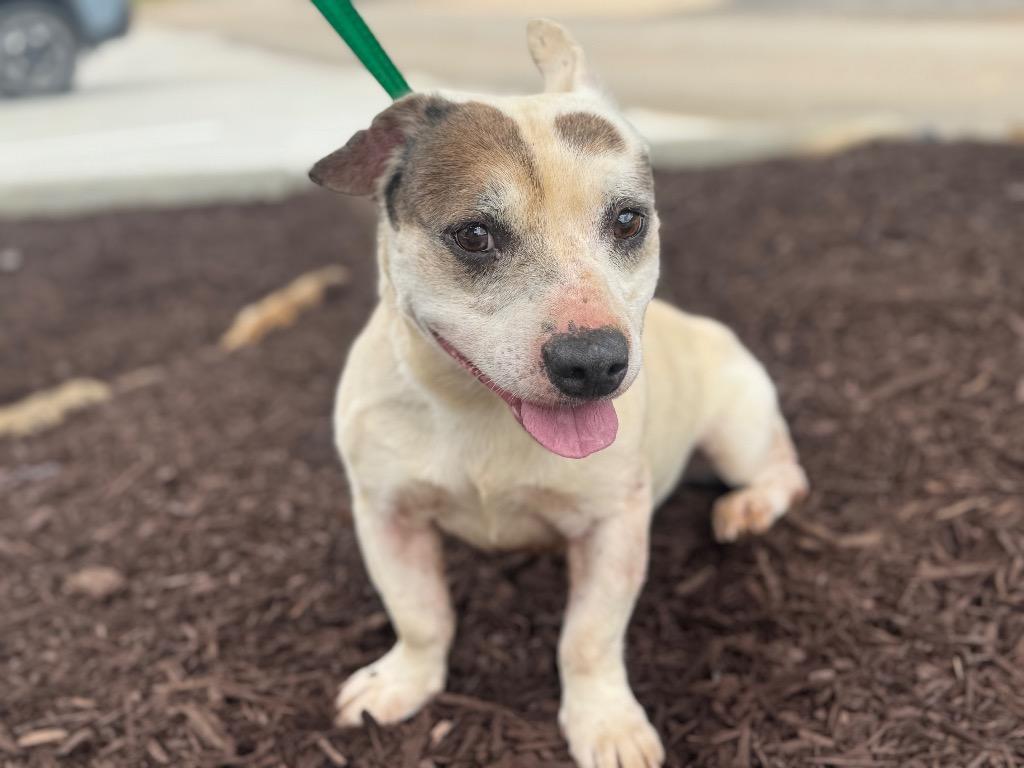 Whiney, Adoptable, Adult Male Mixed Breed.