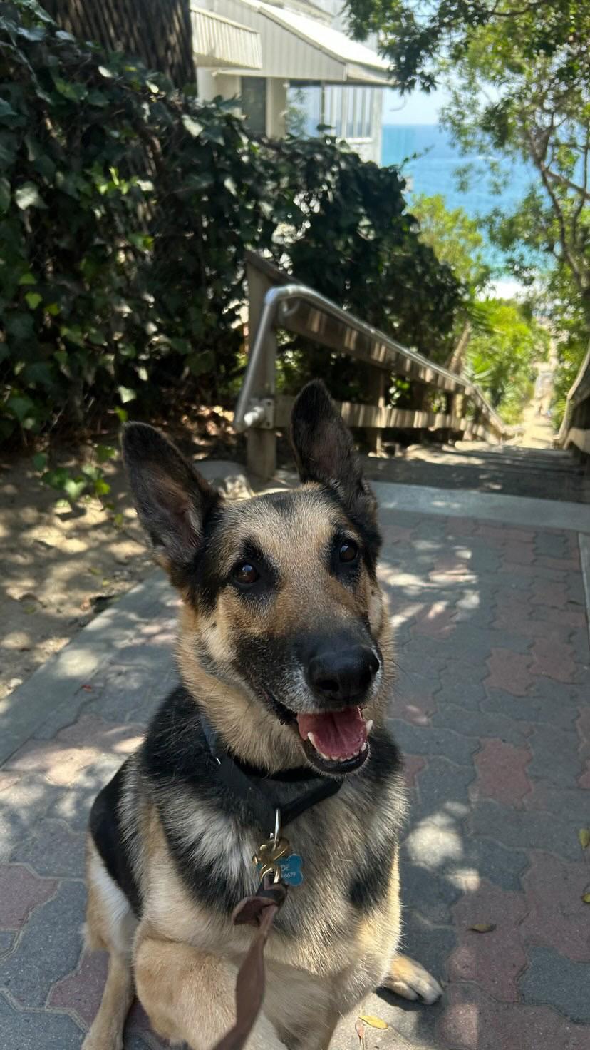 Clyde, a ADOPTABLE German Shepherd Dog in West Hollywood, CA image 2/4