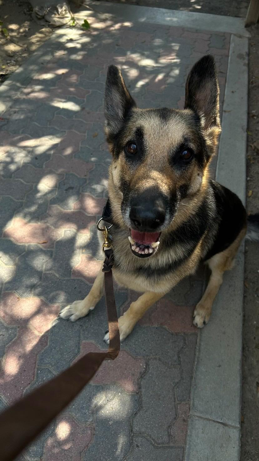 Clyde, a ADOPTABLE German Shepherd Dog in West Hollywood, CA image 4/4