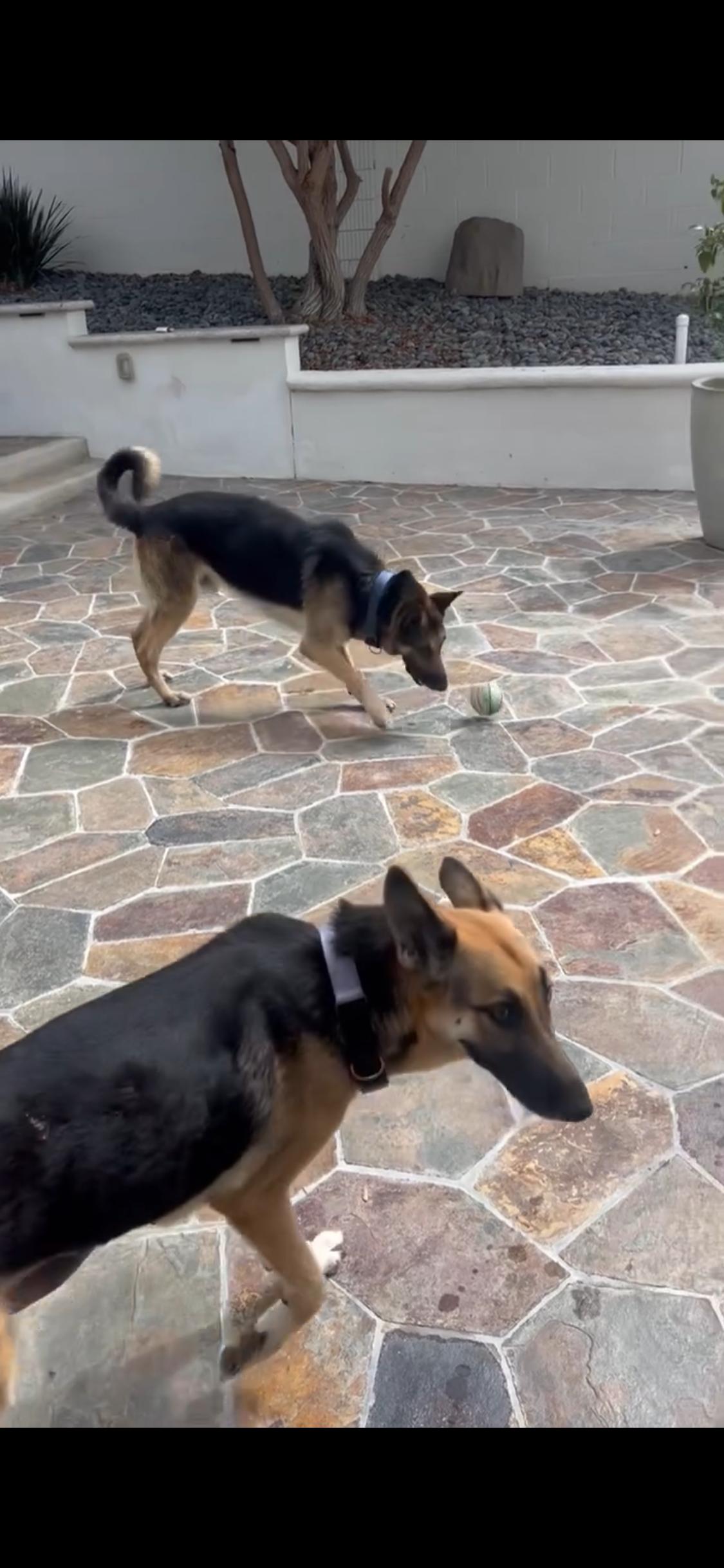Clyde, a ADOPTABLE German Shepherd Dog in West Hollywood, CA image 3/4