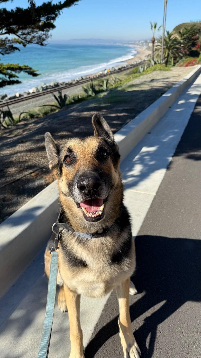 Clyde, ADOPTABLE, Adult Male German Shepherd Dog.