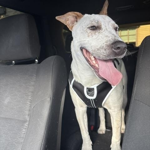 Leo, a Adoptable mixed breed in Stamford, CT image 5/5