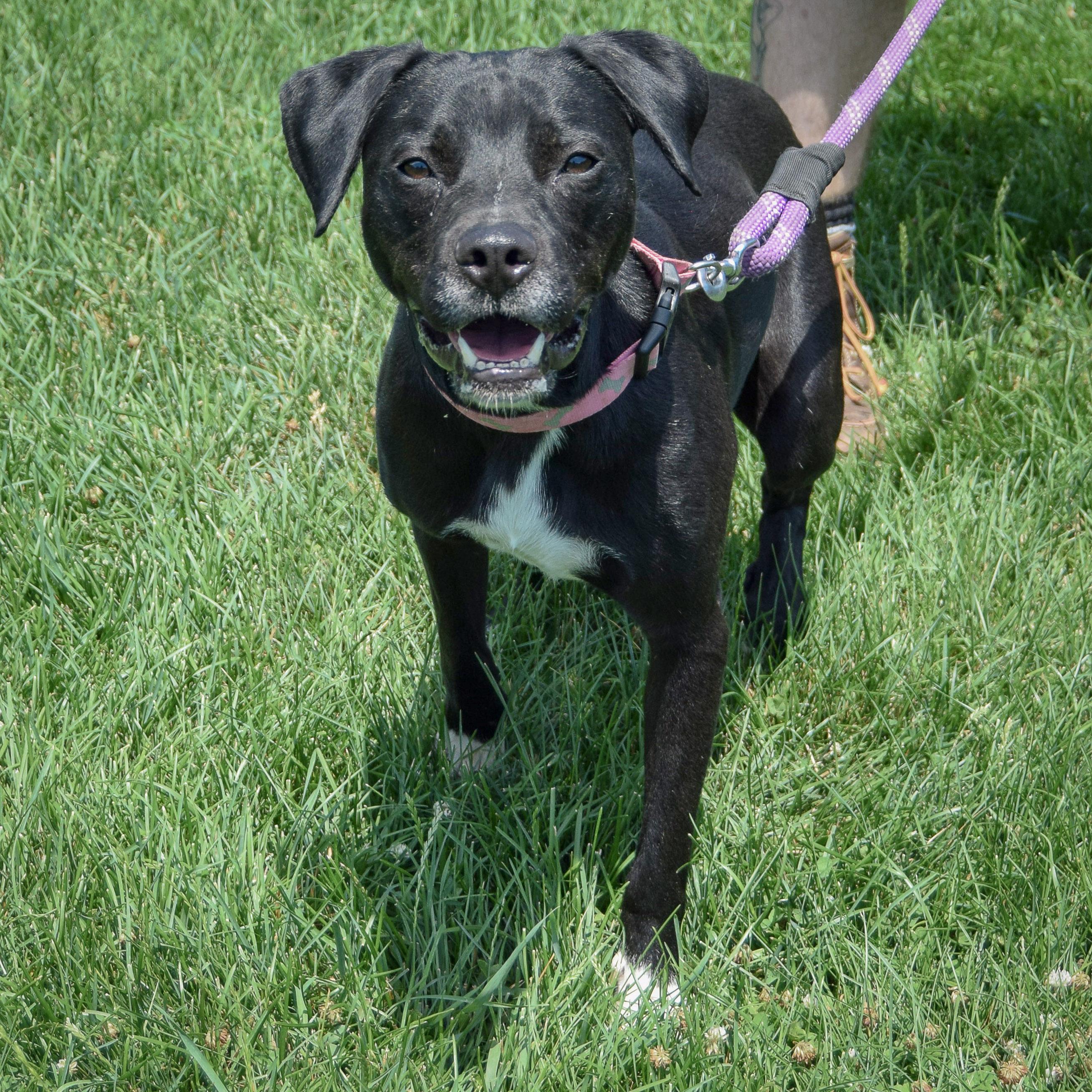 Enlarge Bowie, an adoptable mixed breed in Huntley, IL image 4/4