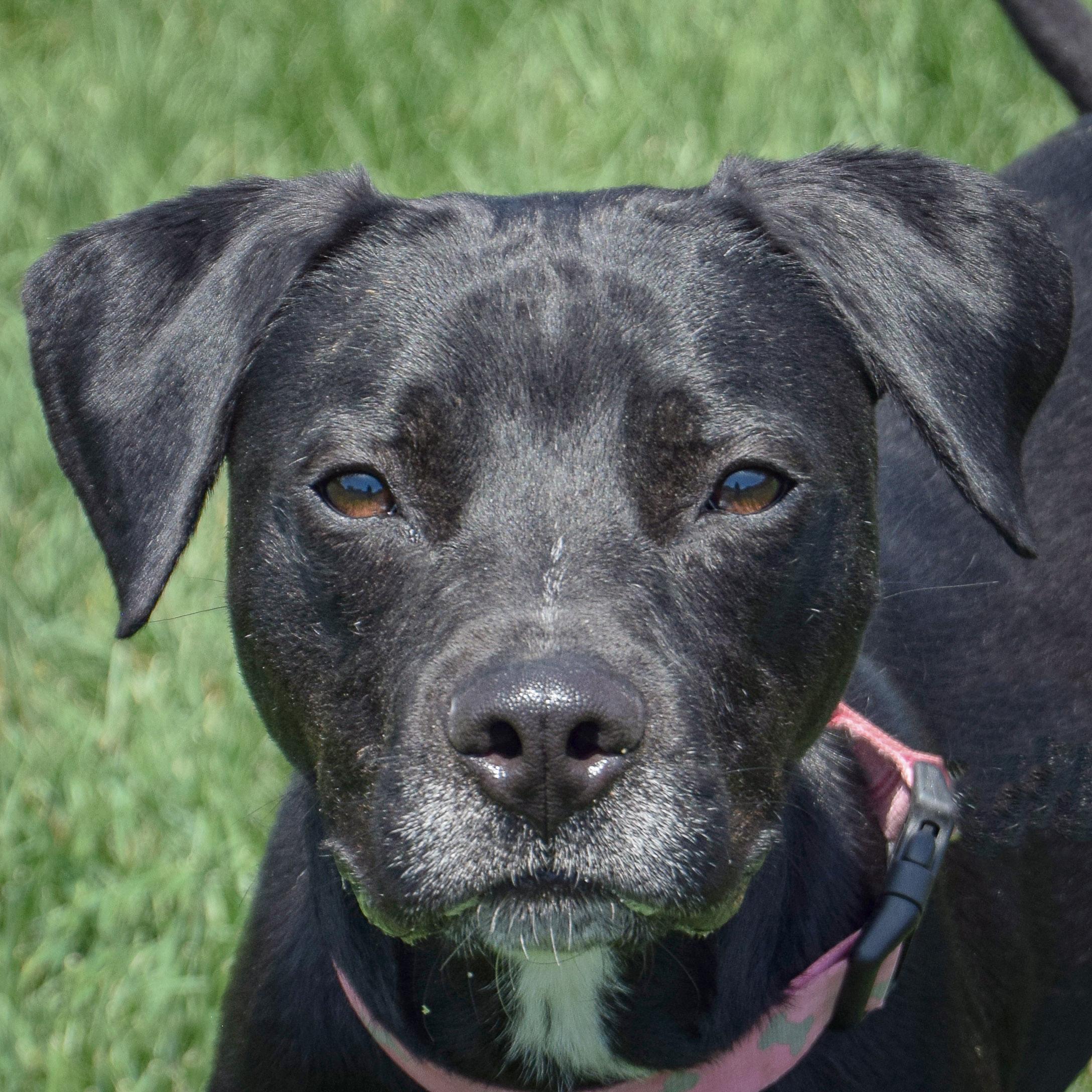 Enlarge Bowie, an adoptable mixed breed in Huntley, IL image 1/4