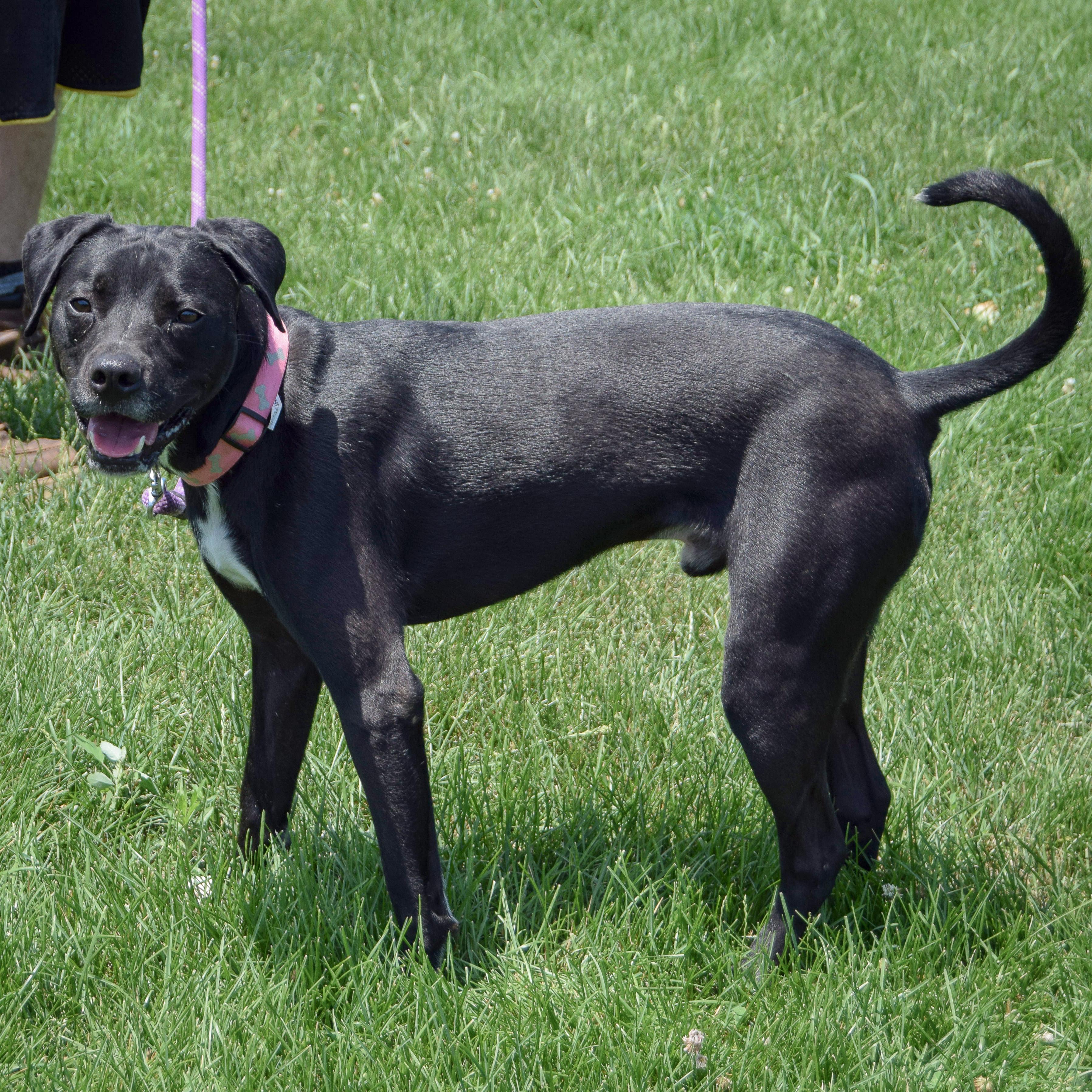Enlarge Bowie, an adoptable mixed breed in Huntley, IL image 3/4