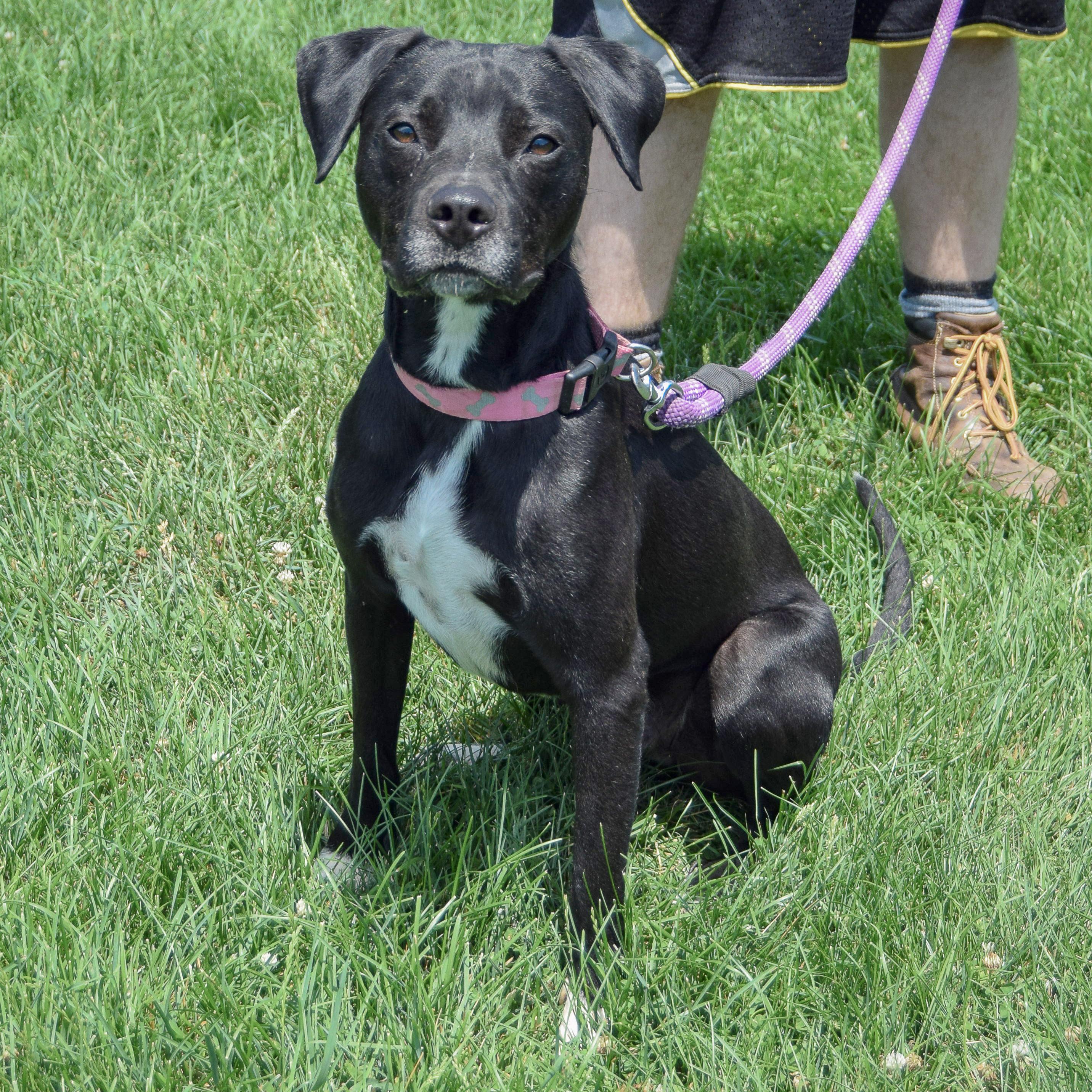 Enlarge Bowie, an adoptable mixed breed in Huntley, IL image 2/4