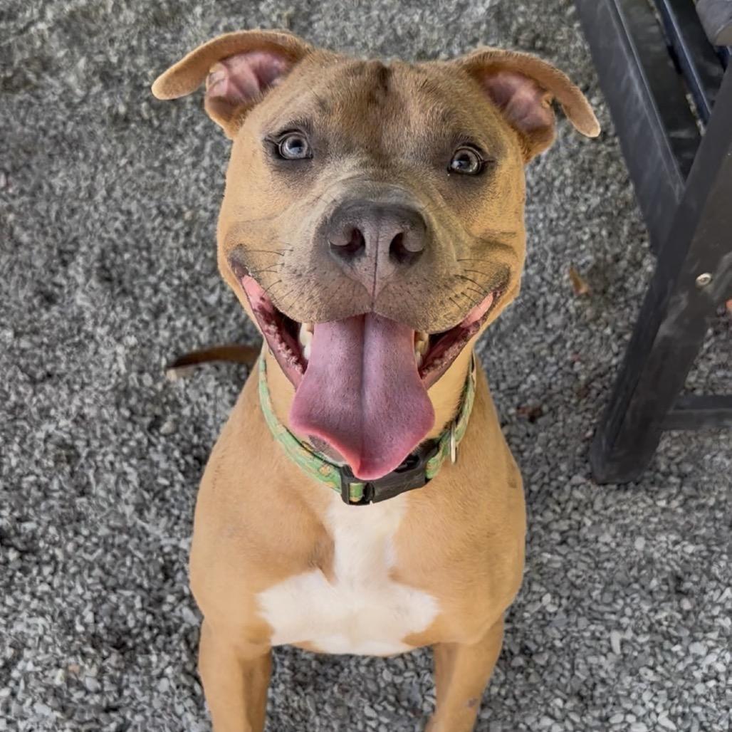 Enlarge Cooper, a Adoptable Pit Bull Terrier in Walnut Cove, NC image 1/6
