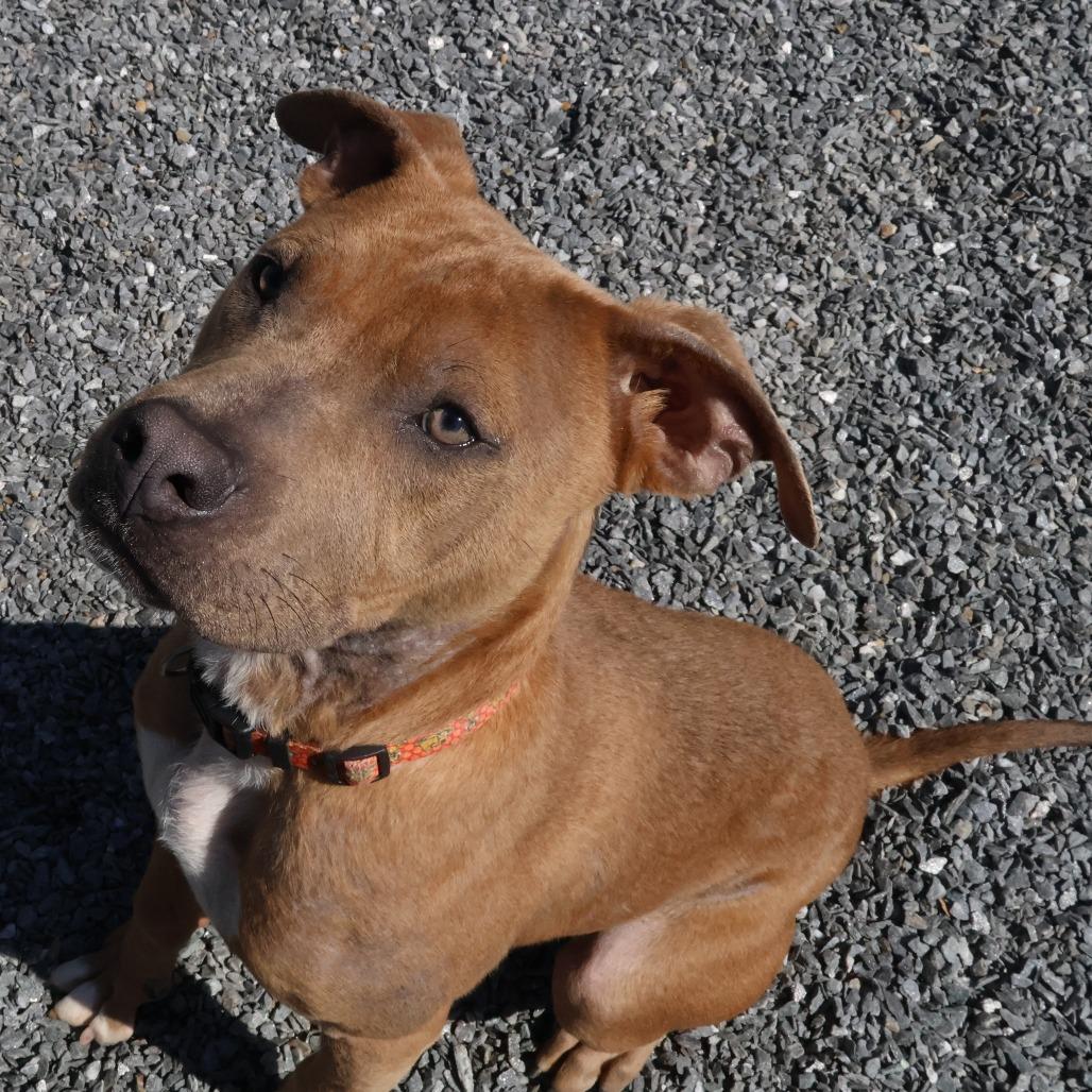 Enlarge Cooper, a Adoptable Pit Bull Terrier in Walnut Cove, NC image 2/6