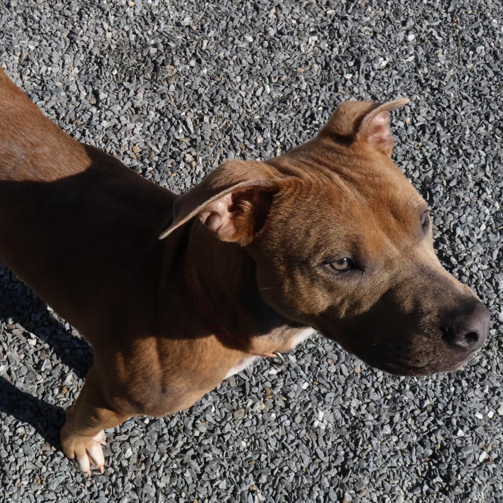 Enlarge Cooper, a Adoptable Pit Bull Terrier in Walnut Cove, NC image 3/6