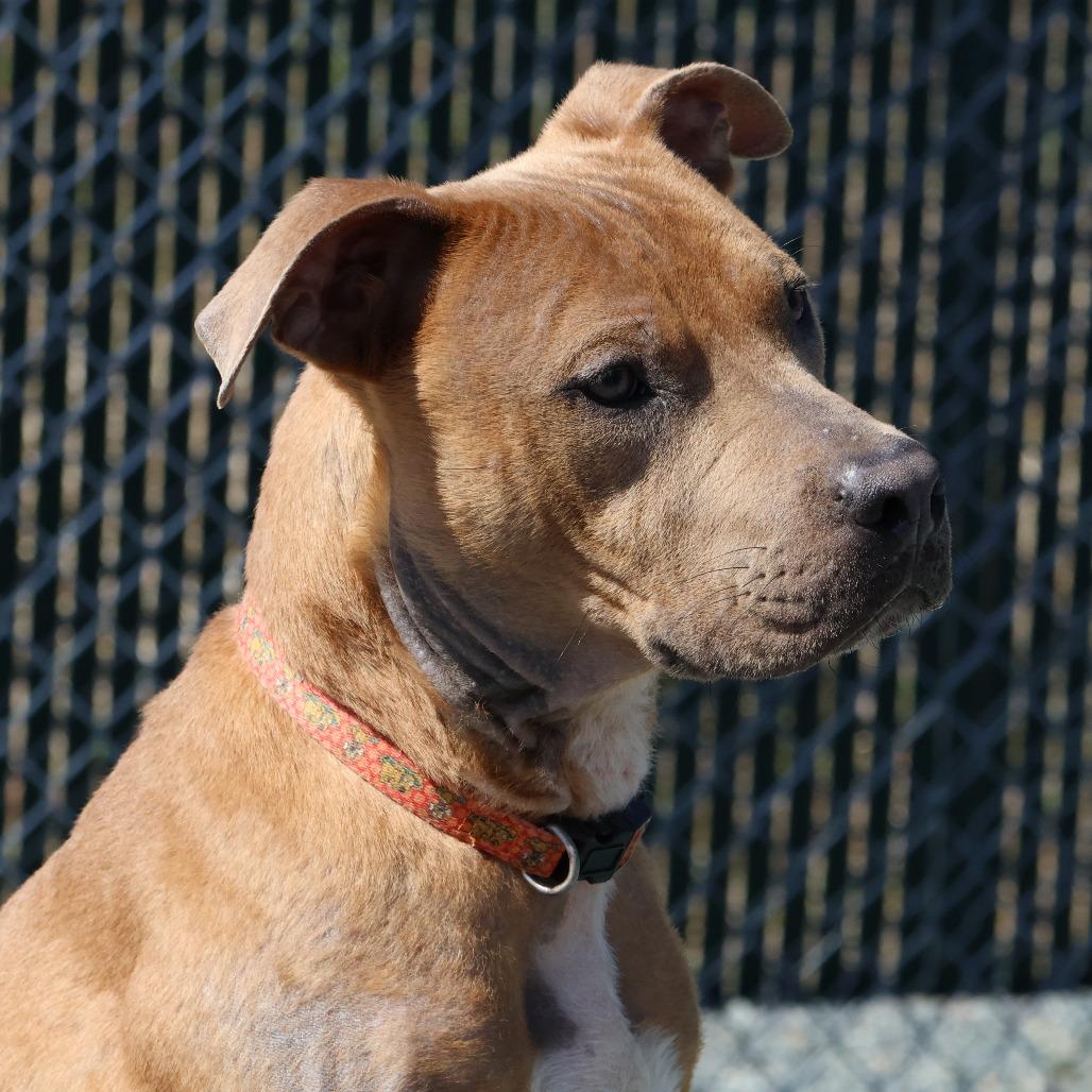 Enlarge Cooper, a Adoptable Pit Bull Terrier in Walnut Cove, NC image 4/6