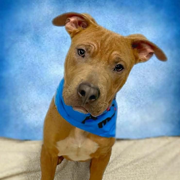 Cooper, Adoptable, Adult Male Pit Bull Terrier.