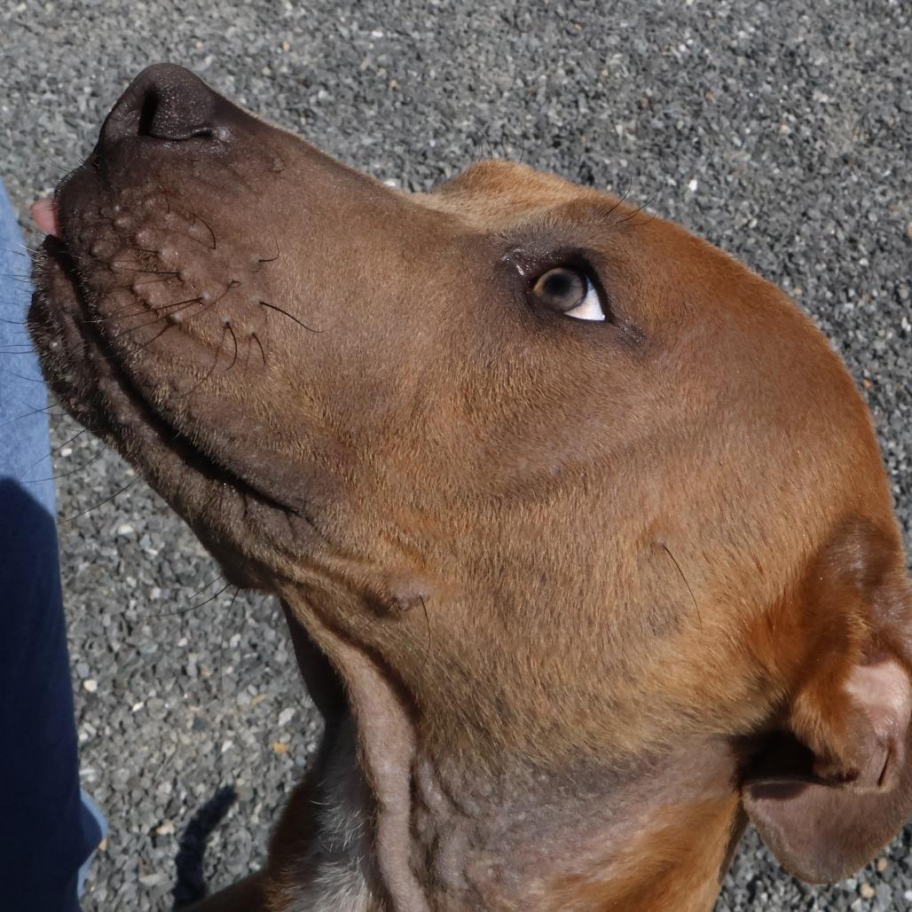 Enlarge Cooper, a Adoptable Pit Bull Terrier in Walnut Cove, NC image 5/6