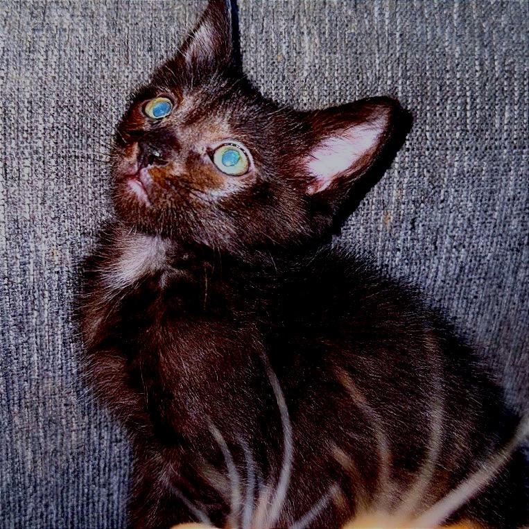 Panther, Adoptable, Young Male Domestic Short Hair.