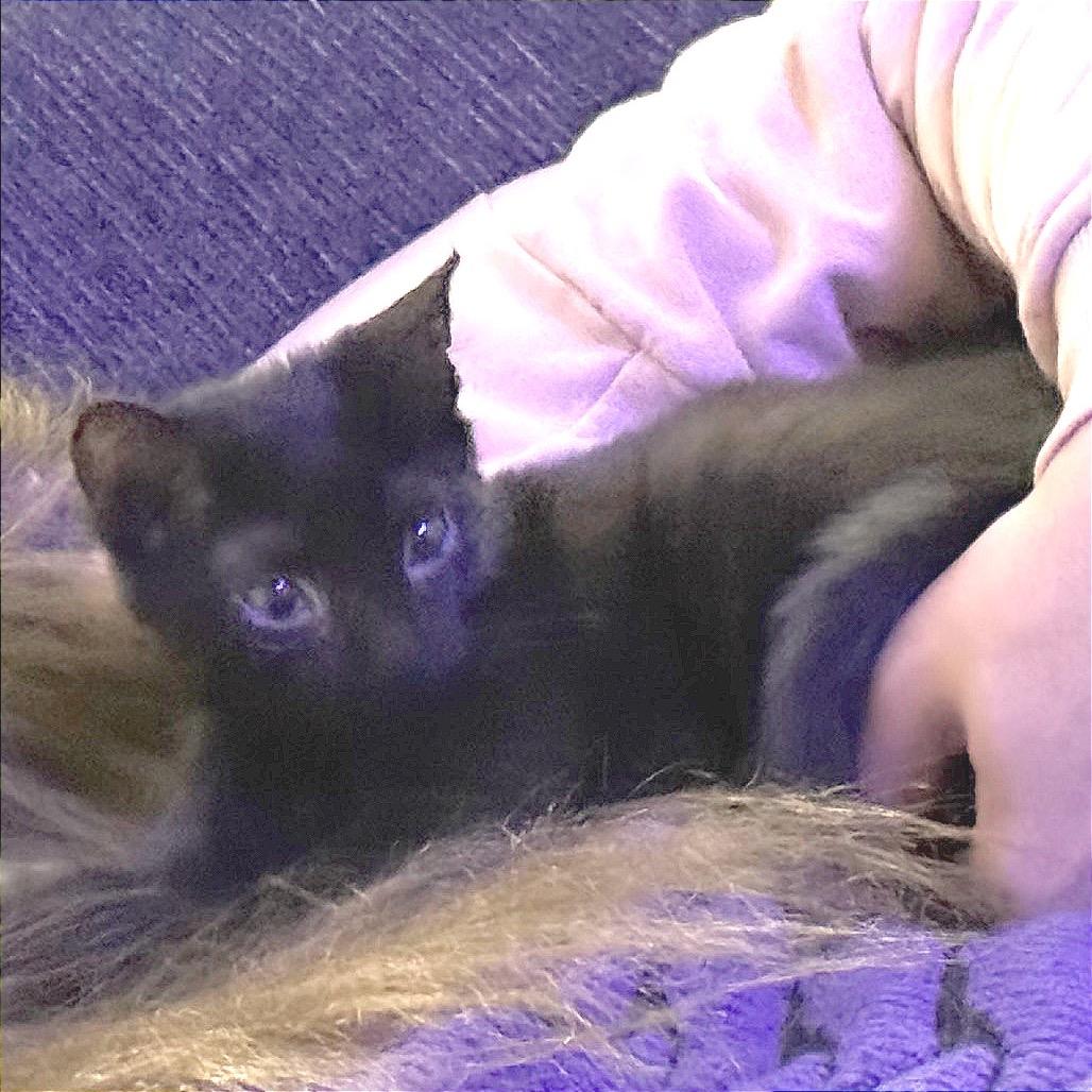 Enlarge Panther, a Adoptable Domestic Short Hair in Huntsville, AL image 2/2