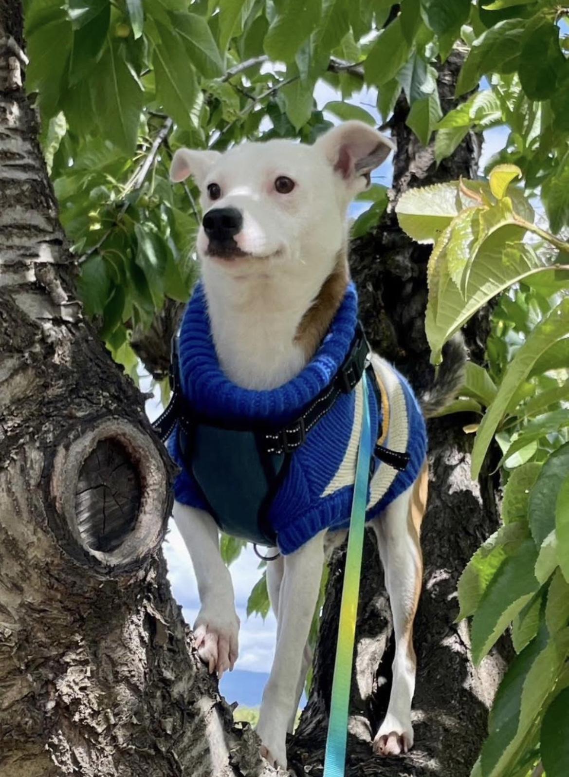 Harold, Adoptable, Adult Male Jack Russell Terrier.