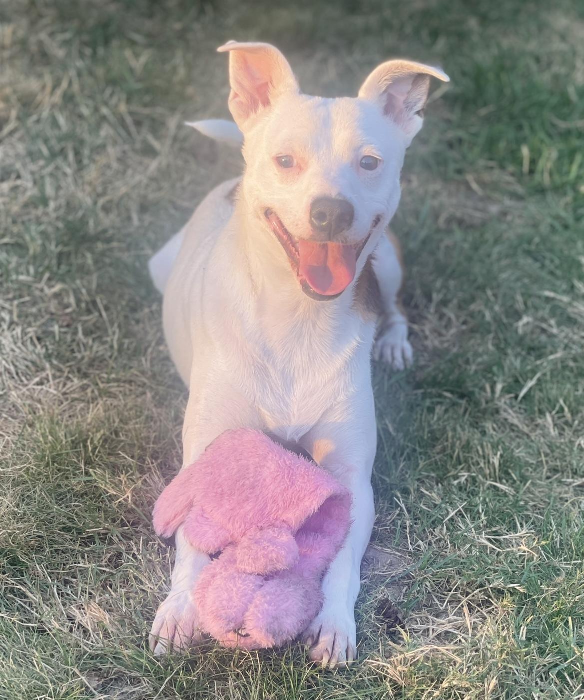 Enlarge Harold, a Adoptable mixed breed in Noxon, MT image 4/5