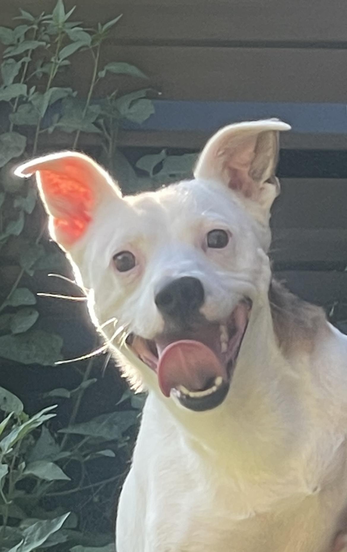 Enlarge Harold, a Adoptable mixed breed in Noxon, MT image 2/5