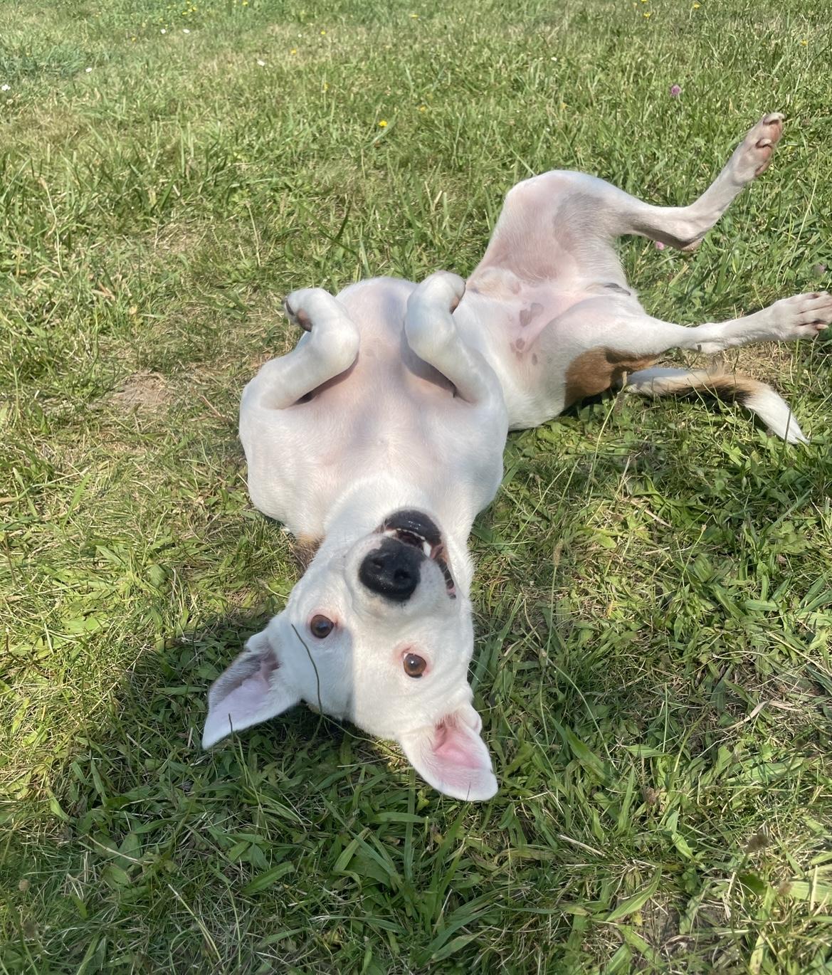 Enlarge Harold, a Adoptable mixed breed in Noxon, MT image 3/5