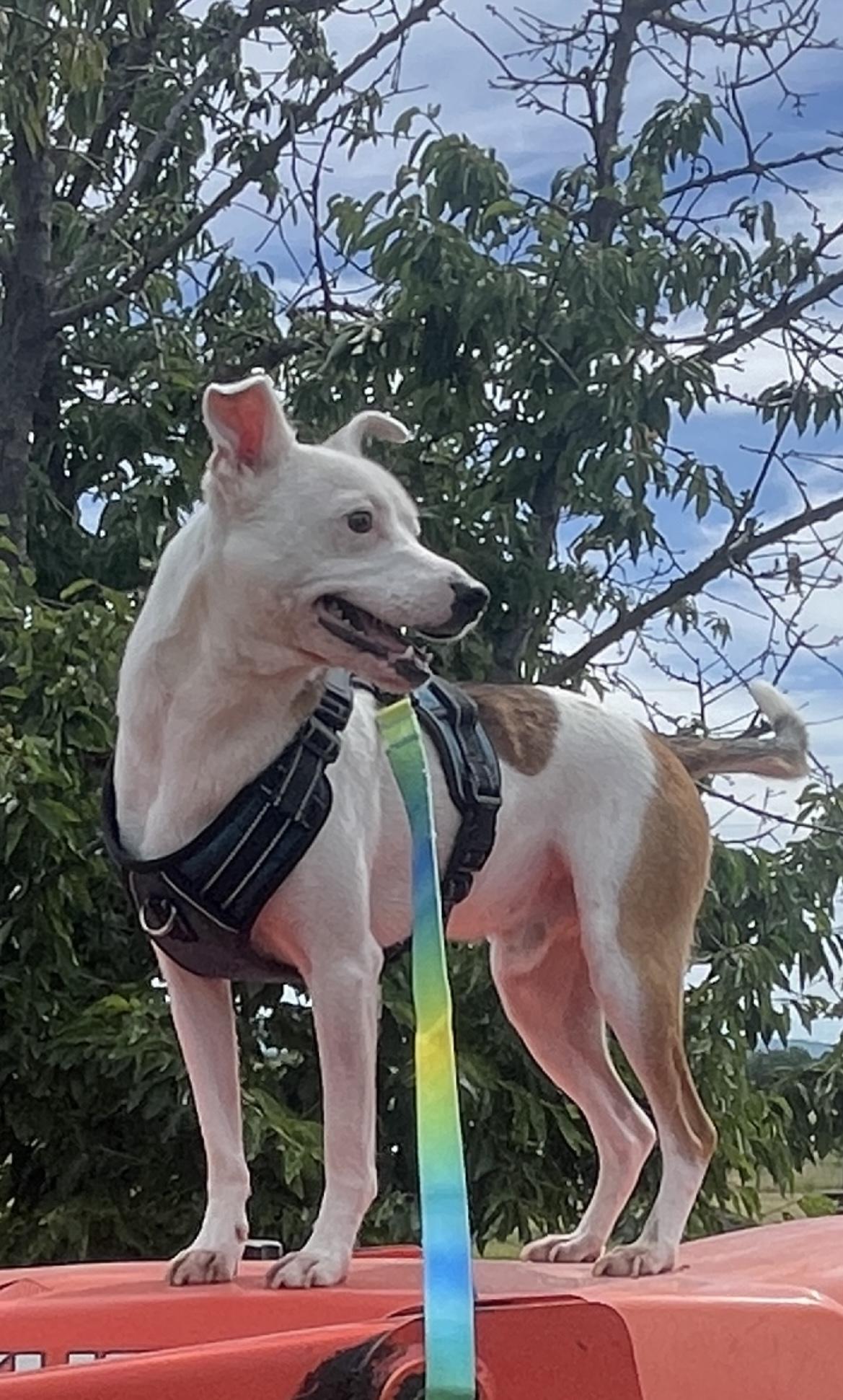Enlarge Harold, a Adoptable mixed breed in Noxon, MT image 5/5