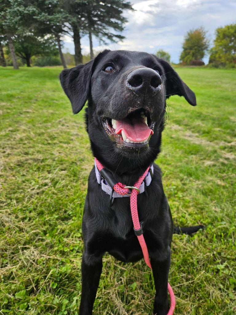 Ember, Adoptable, Puppy Female Labrador Retriever.