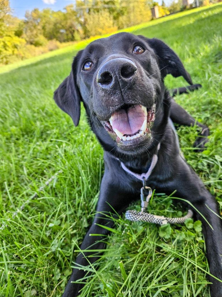 Enlarge Ember, a Adoptable Labrador Retriever in Gloversville, NY image 2/3