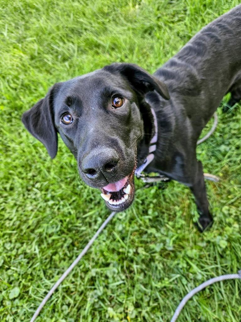 Enlarge Ember, a Adoptable Labrador Retriever in Gloversville, NY image 3/3