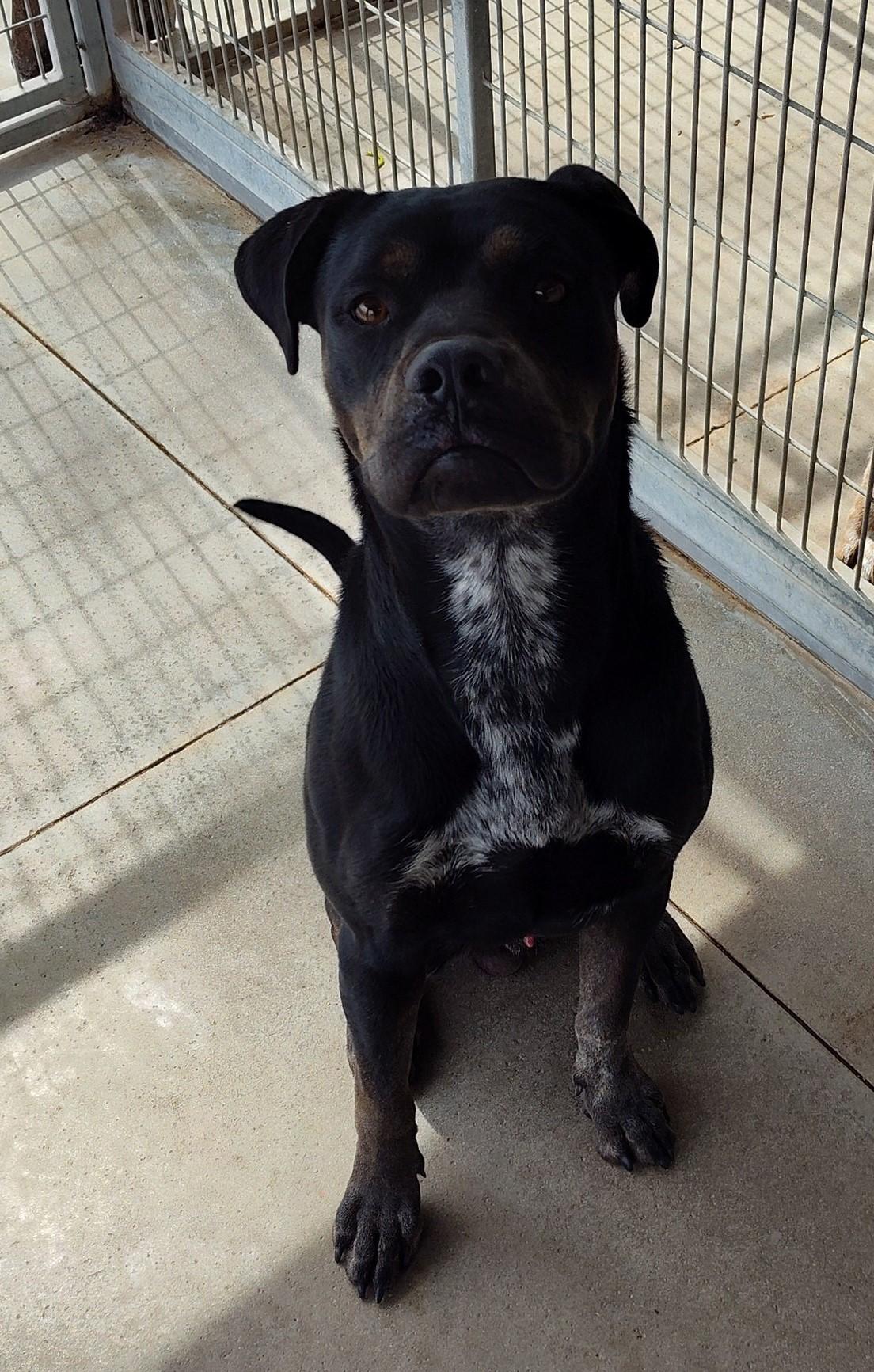 Cash, Young Male Terrier
