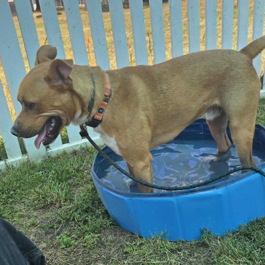 Dexter, a Adoptable Mixed Breed in Fredericksburg, VA image 3/6