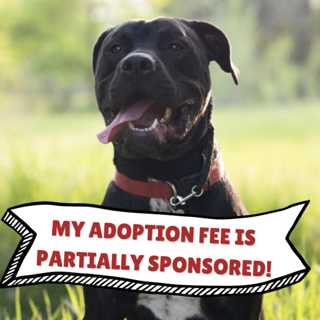 Ombre, a Adoptable mixed breed in Fort Collins, CO image 2/6