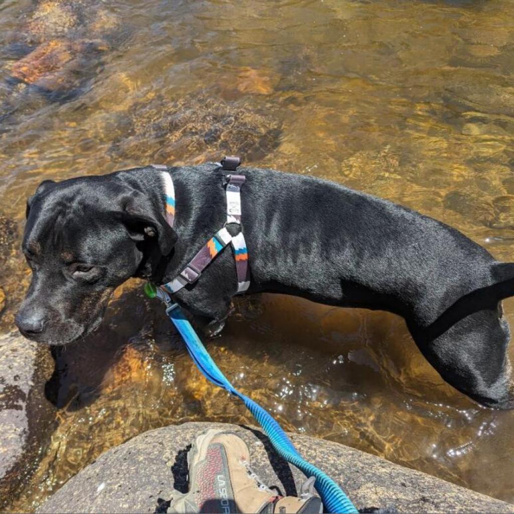 Ombre, a Adoptable mixed breed in Fort Collins, CO image 5/6