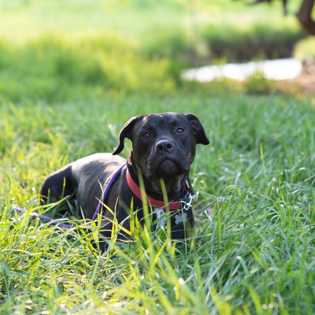 Enlarge Ombre, a Adoptable mixed breed in Fort Collins, CO image 5/6