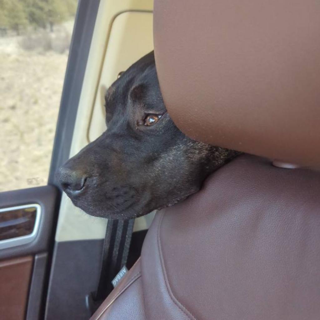 Ombre, a Adoptable mixed breed in Fort Collins, CO image 6/6